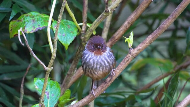 Taiwan Barwing sitting on a branch, an endemic bird of Taiwan