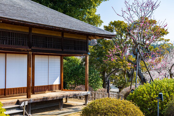 日本の風景・春　日本三名園　水戸の偕楽園の梅