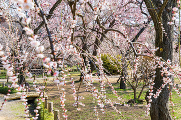 日本の風景・春　日本三名園　水戸の偕楽園の梅