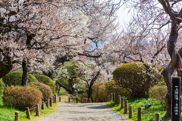日本の風景・春　日本三名園　水戸の偕楽園の梅