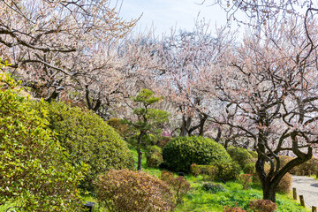 日本の風景・春　日本三名園　水戸の偕楽園の梅