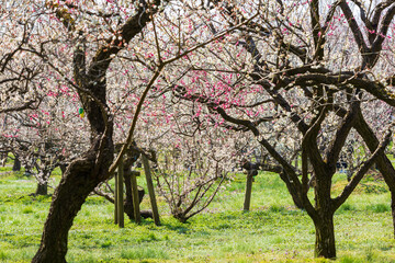 日本の風景・春　日本三名園　水戸の偕楽園の梅