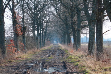 oak alley on the way to the old village