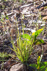 Fototapeta premium Drosophyllum lusitanicum in natural habitat close to Aljezur in Portugal
