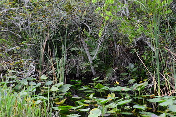 Bloom Water Lillies in Everglades National Park, Florida