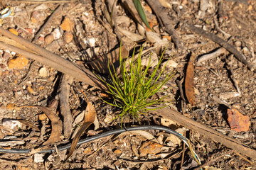 Drosophyllum lusitanicum in natural habitat close to Aljezur in Portugal