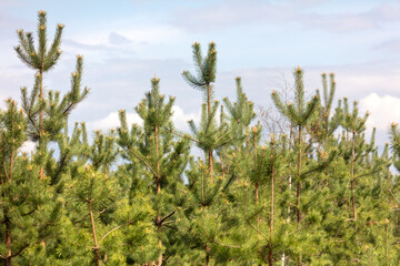 Fototapeta premium Young pine trees in the forest as a background
