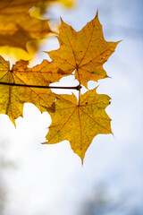 Yellow autumn leaves on trees in sunny weather.