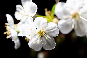 Naklejka na ściany i meble White cherry flowers isolated on black background. Close-up