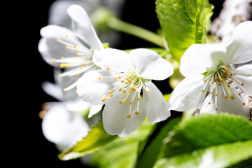 Obraz na płótnie Canvas White cherry flowers isolated on black background. Close-up