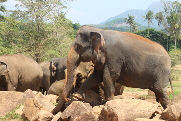 Elephant near a pile of stones