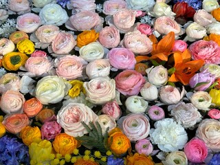 Beautiful flowers roses, lilies, hyacinths, ranunculus, gerbera, narcissus, acacia mimosa pink white yellow blue petals