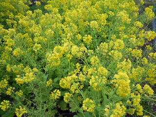 菜の花