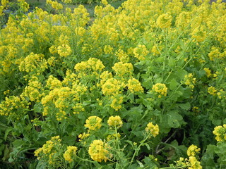 Obraz premium 菜の花