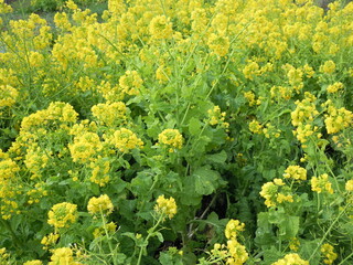 菜の花