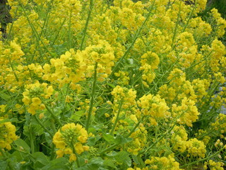 菜の花