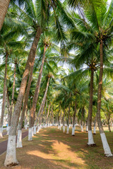 Obraz premium Scenery of coconut grove in Wanlu Garden, Haikou City, Hainan Province, China