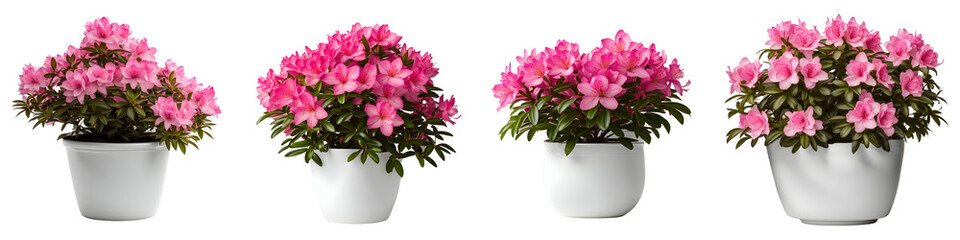 Naklejka premium House parlor plant Azalea plant in modern white pot or vase isolated on transparent background generative ai