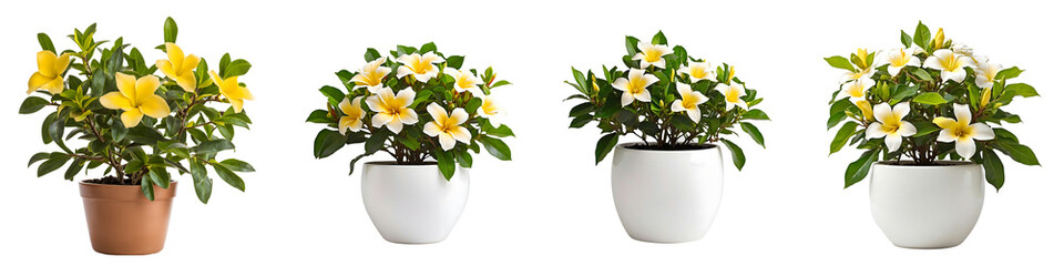 House parlor plant Allamanda plant in modern white pot or vase isolated on transparent background generative ai - obrazy, fototapety, plakaty