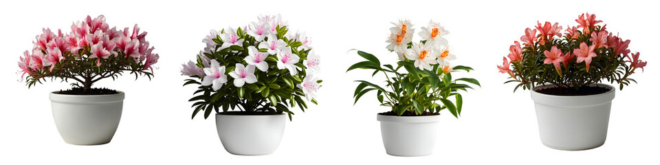 Naklejka na ściany i meble Assorted beautiful ornamental plants in modern white pots or vases isolated on transparent background generative ai