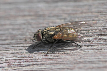 Closeup on a European Musca autumnalis fly , which is a pest of cattle and horses and can pass...
