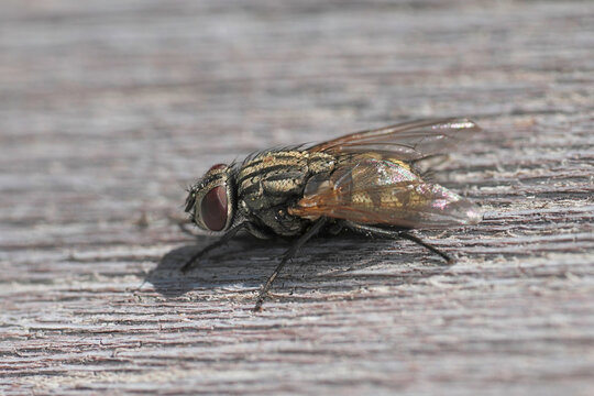 Closeup on a European Musca autumnalis fly , which is a pest of cattle and horses and can pass eyeworm disease, Thelazia rhodesi