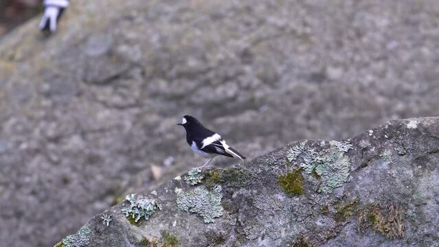 Little Forktail taking flight from a rock., bird taking flight from a rock