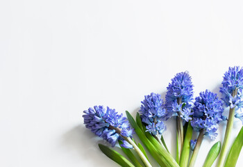 blue spring flowers on white background