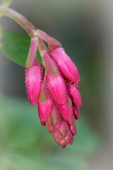 Closeup on unopened pink flowers of the colorful red-flowering currant ,Ribes sanguineum shrub in the garden
