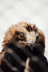 portrait of a eagle
