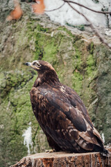 red tailed eagle