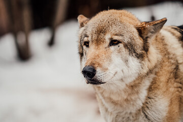 close-up portrait wolf