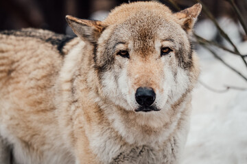 wolf in winter