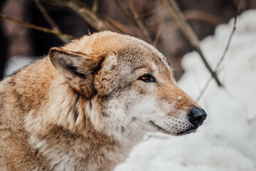 wolf in winter