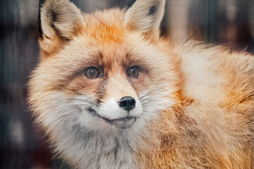 Fototapeta premium red fox vulpes