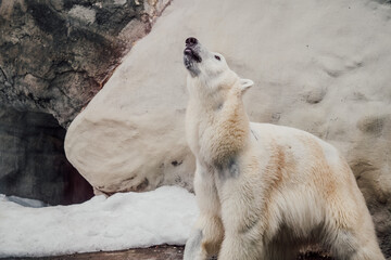 polar bear cub © Eon Nico