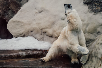 polar bear in the zoo