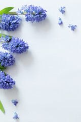 blue spring flowers on white background