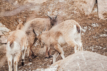 mountain goat in the mountains
