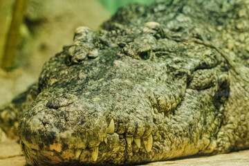 Fototapeta premium close up of an alligator