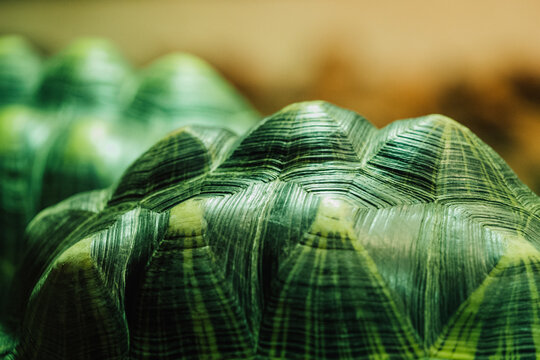turtle shell