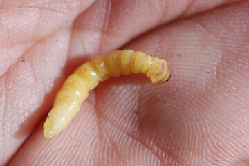 Removed from the place of feeding, development - wood. Insect on the hand.