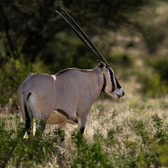 endangered sbeisa oryx in Samburu