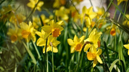 field with bright yellow and orange daffodils (Narcissus). 