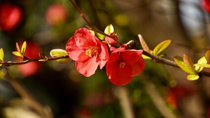 Chinese quince blooming in spring with natural background