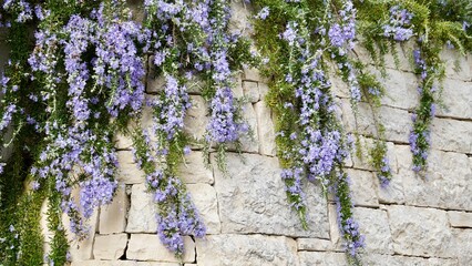 Rosemary herbs growing on a stone wall 