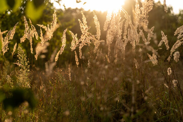 Warm evening sunset in a field. Glowing warm sun through plants. Warm and pleasant atmosphere.