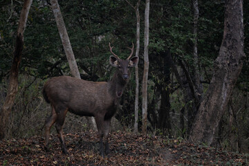 Sambar Deer - Rusa unicolor, large iconic deer from South and Southeast Asian forests and woodlands, Nagarahole Tiger Reserve, India. - 754136019