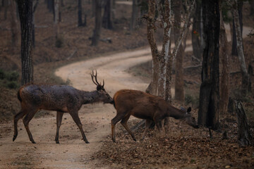 Sambar Deer - Rusa unicolor, large iconic deer from South and Southeast Asian forests and woodlands, Nagarahole Tiger Reserve, India. - 754136035