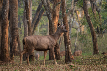 Sambar Deer - Rusa unicolor, large iconic deer from South and Southeast Asian forests and woodlands, Nagarahole Tiger Reserve, India. - 754136055